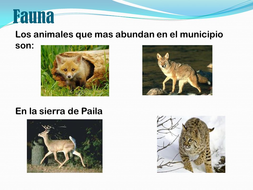 Fauna Los animales que mas abundan en el municipio son: En la sierra de Paila