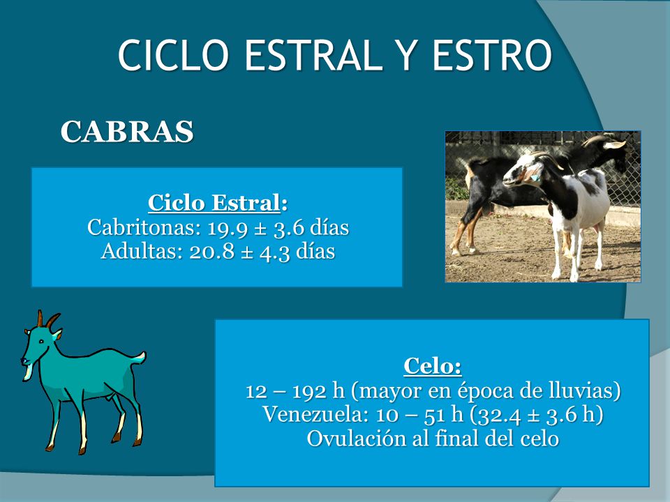 CICLO ESTRAL Y ESTRO CABRAS Ciclo Estral: Cabritonas: 19.9 ± 3.6 días