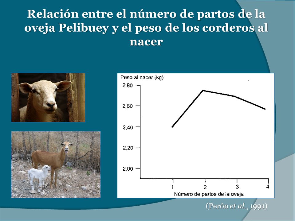 Relación entre el número de partos de la oveja Pelibuey y el peso de los corderos al nacer