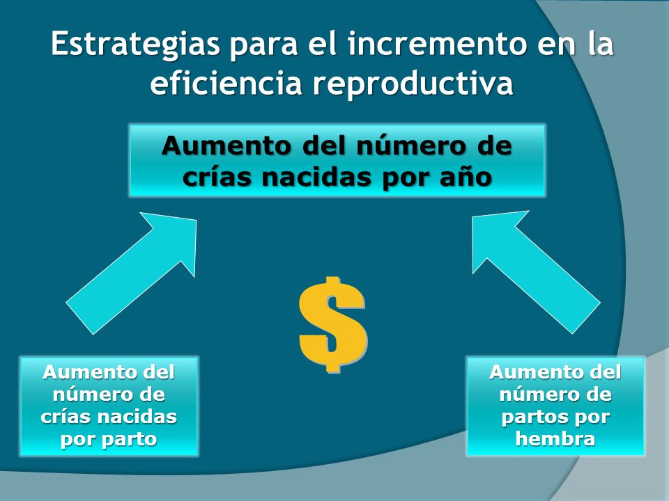Estrategias para el incremento en la eficiencia reproductiva