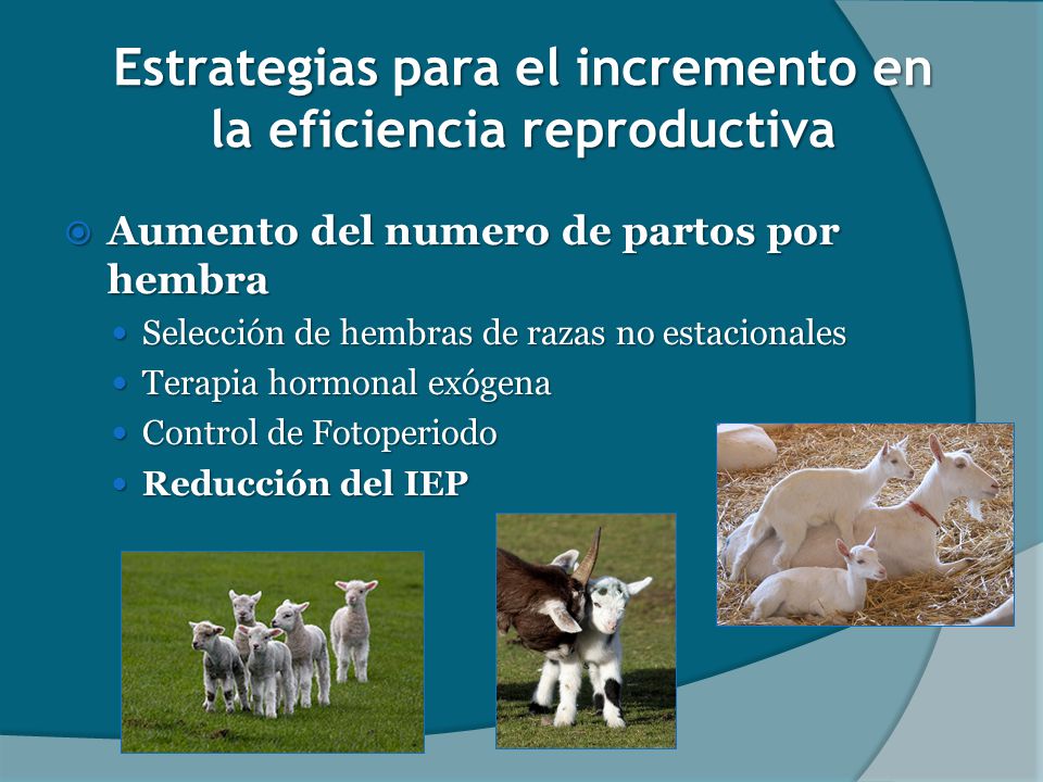 Estrategias para el incremento en la eficiencia reproductiva