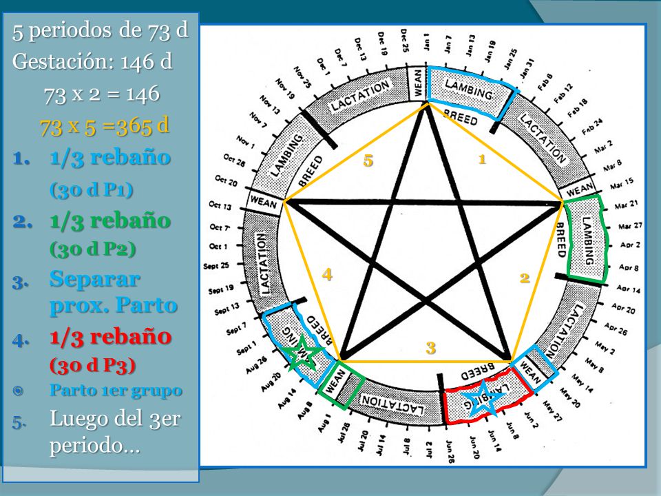 5 periodos de 73 d Gestación: 146 d 73 x 2 = x 5 =365 d