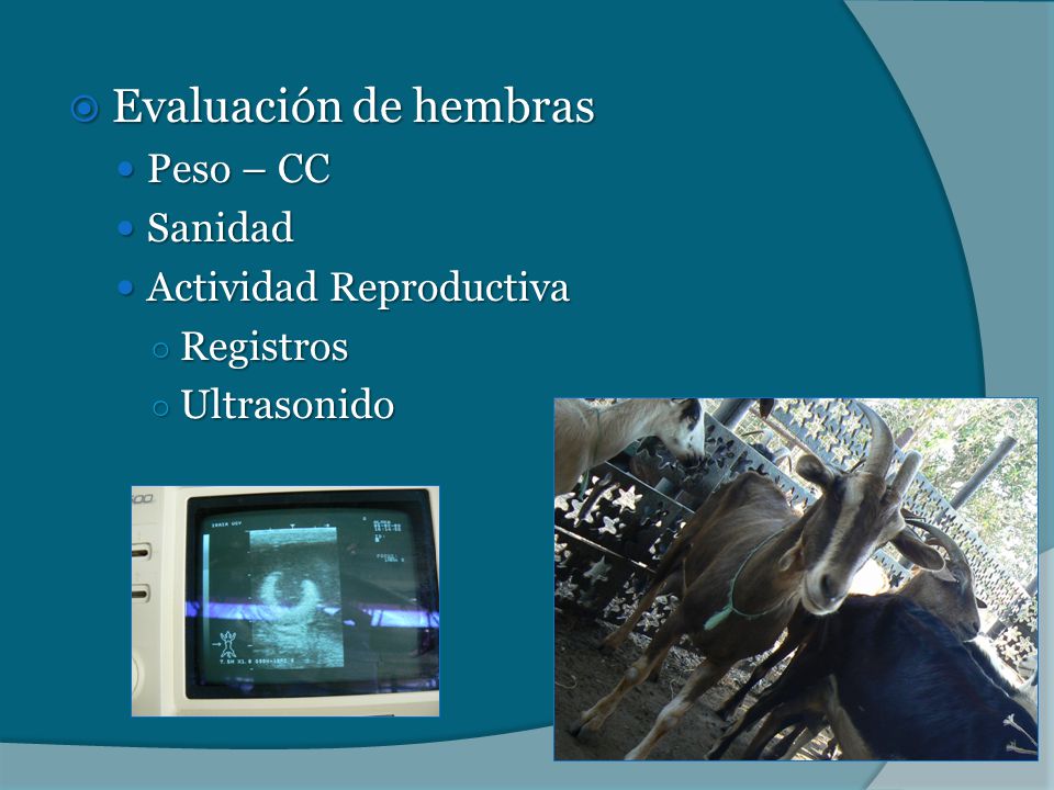 Evaluación de hembras Peso – CC Sanidad Actividad Reproductiva