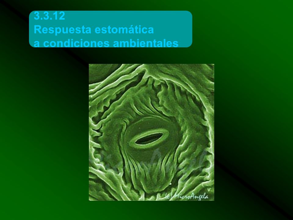 Respuesta estomática a condiciones ambientales