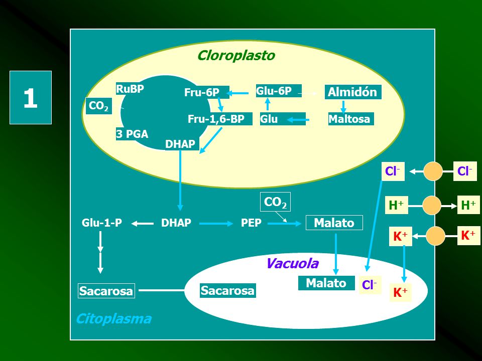 1 Cloroplasto Vacuola Citoplasma Almidón Cl- Cl- CO2 H+ H+ Malato K+