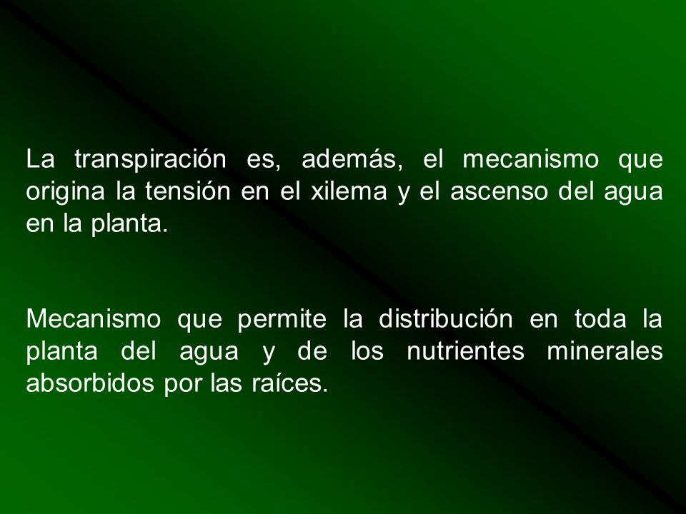 La transpiración es, además, el mecanismo que origina la tensión en el xilema y el ascenso del agua en la planta.
