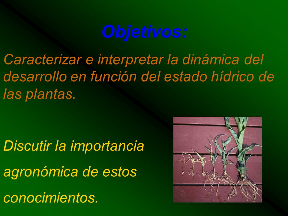 Objetivos: Caracterizar e interpretar la dinámica del desarrollo en función del estado hídrico de las plantas.