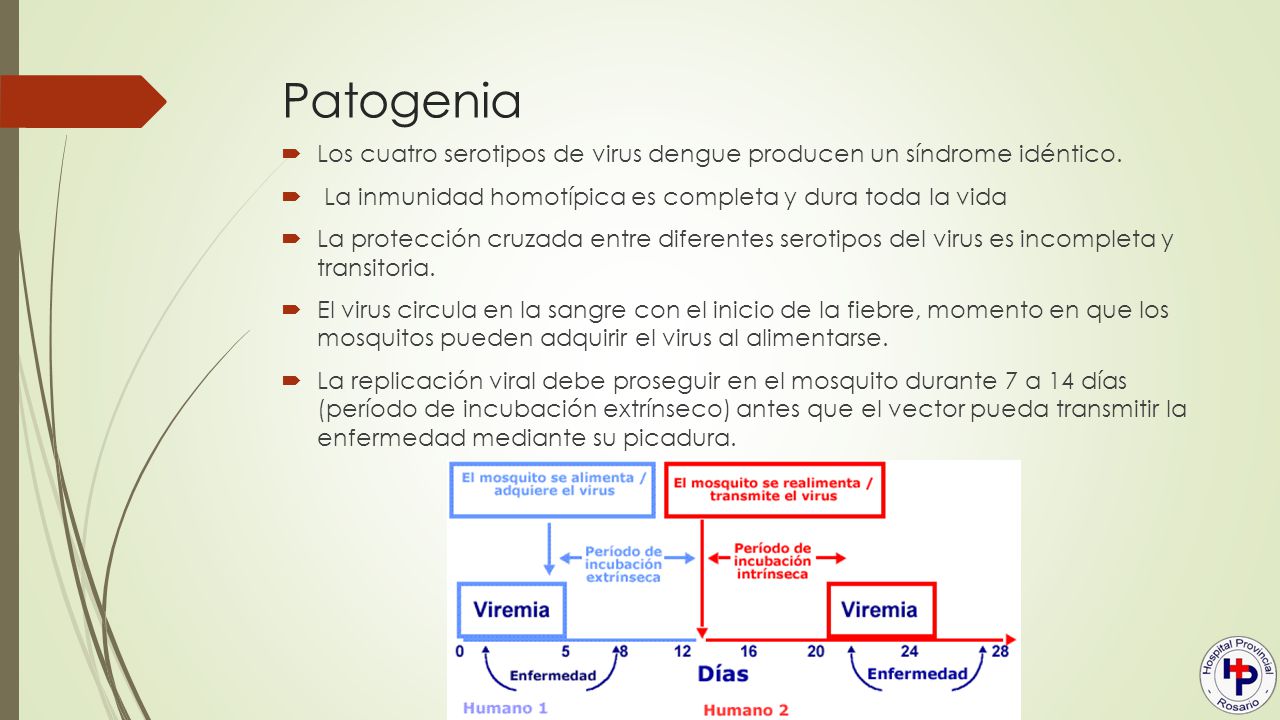 Patogenia Los cuatro serotipos de virus dengue producen un síndrome idéntico. La inmunidad homotípica es completa y dura toda la vida.