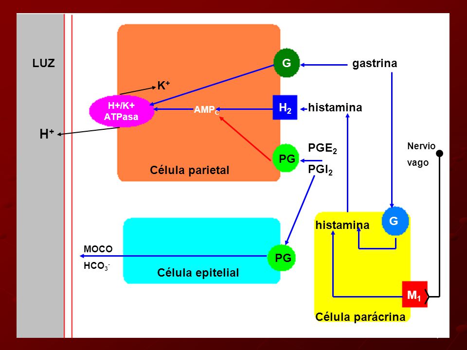 H+ G H2 PG M1 Célula parietal Célula epitelial Célula parácrina