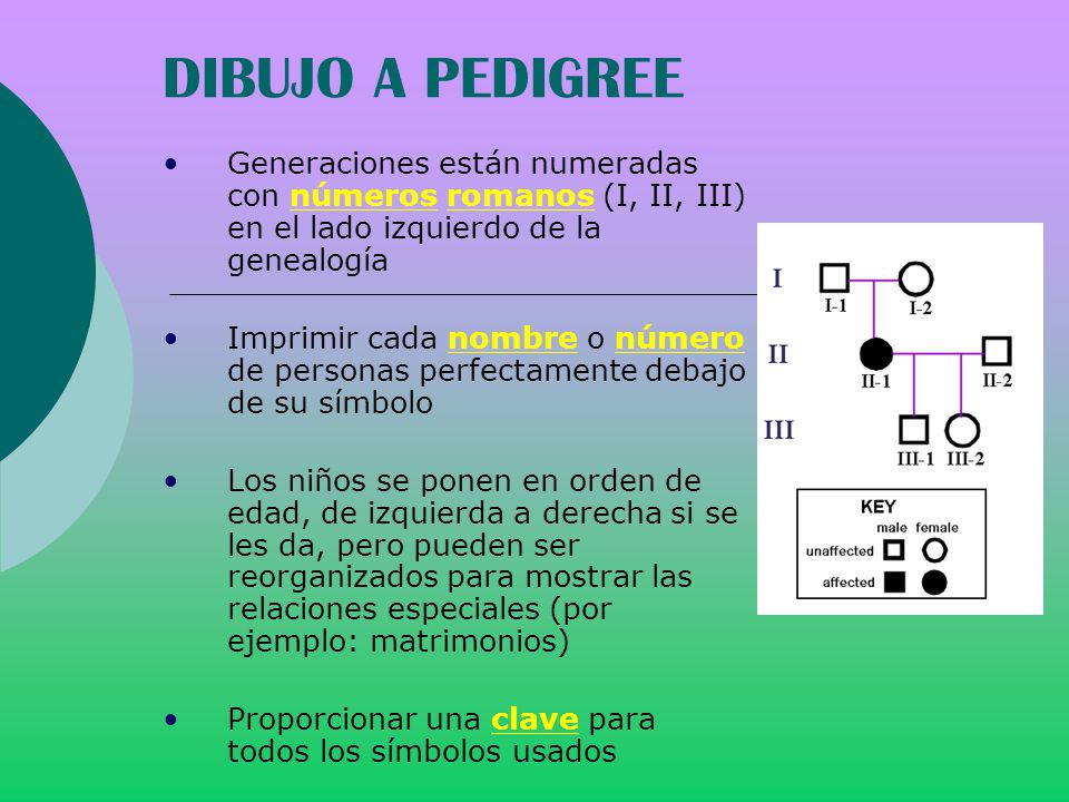 DIBUJO A PEDIGREE Generaciones están numeradas con números romanos (I, II, III) en el lado izquierdo de la genealogía.