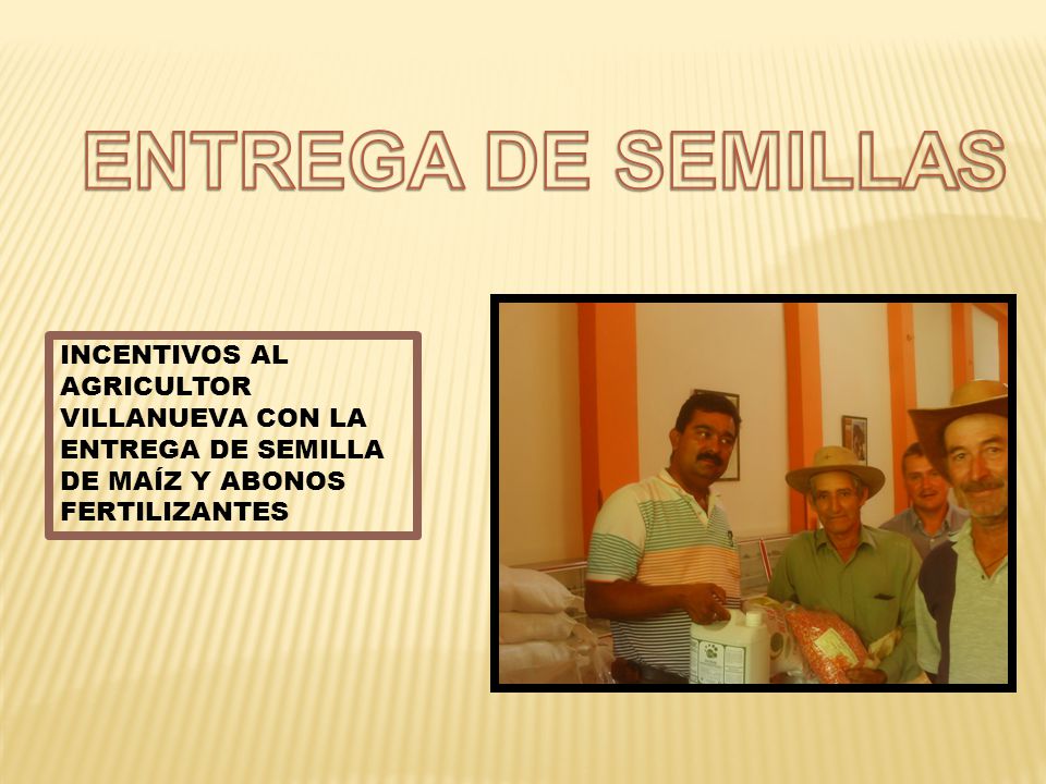 ENTREGA DE SEMILLAS INCENTIVOS AL AGRICULTOR VILLANUEVA CON LA ENTREGA DE SEMILLA DE MAÍZ Y ABONOS FERTILIZANTES.