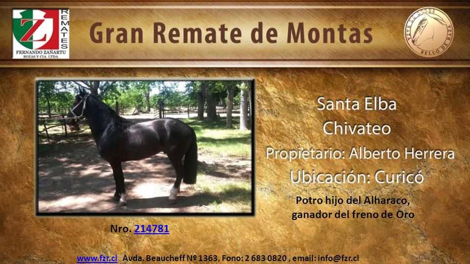 Potro hijo del Alharaco, ganador del freno de Oro