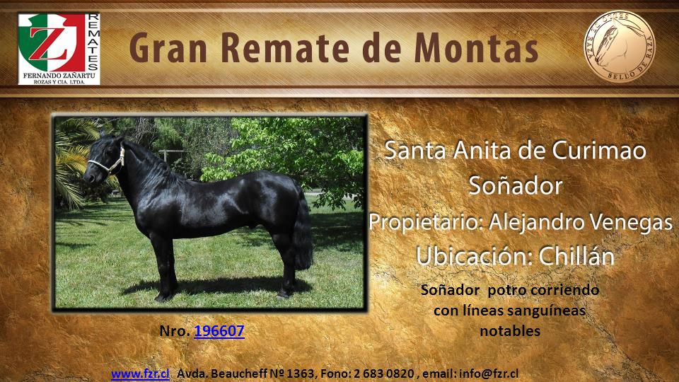 Soñador potro corriendo con líneas sanguíneas notables