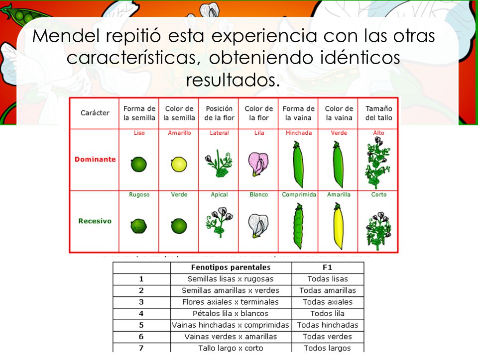 Mendel repitió esta experiencia con las otras características, obteniendo idénticos resultados.