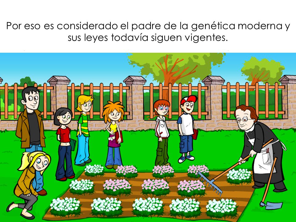 Gregorio Mendel, experimentando con plantas de guisante experimentó sobre la transmisión de los caracteres de estas plantas..