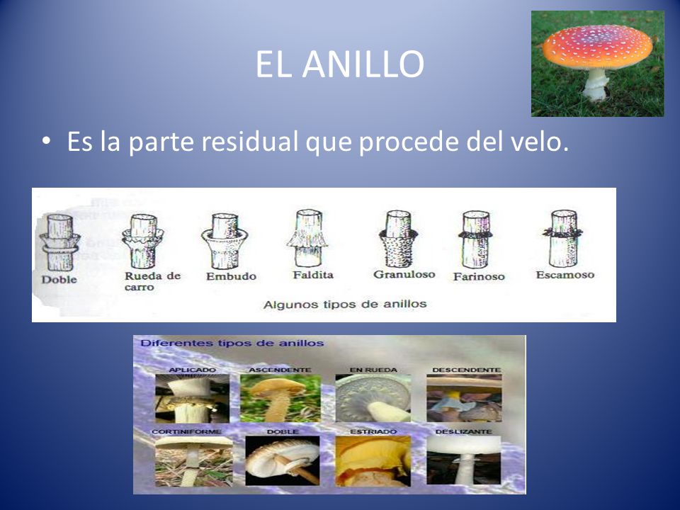 EL ANILLO Es la parte residual que procede del velo.