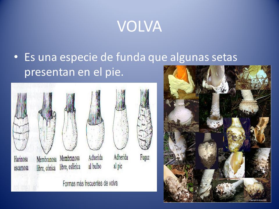 VOLVA Es una especie de funda que algunas setas presentan en el pie.
