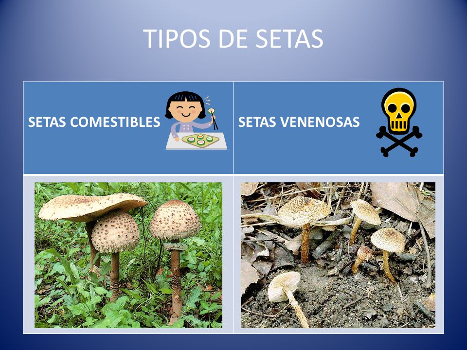 TIPOS DE SETAS SETAS COMESTIBLES SETAS VENENOSAS