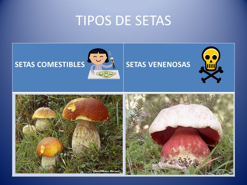 TIPOS DE SETAS SETAS COMESTIBLES SETAS VENENOSAS