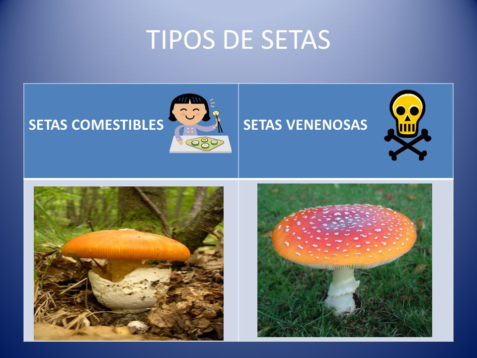 TIPOS DE SETAS SETAS COMESTIBLES SETAS VENENOSAS