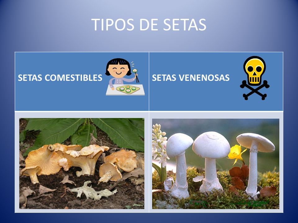 TIPOS DE SETAS SETAS COMESTIBLES SETAS VENENOSAS