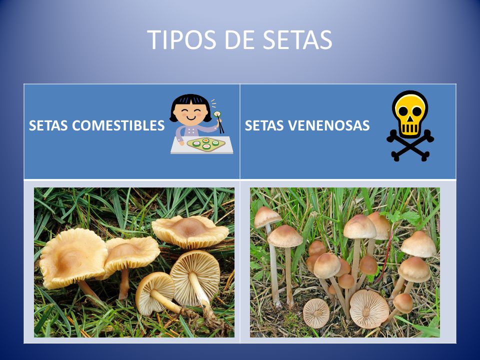 TIPOS DE SETAS SETAS COMESTIBLES SETAS VENENOSAS
