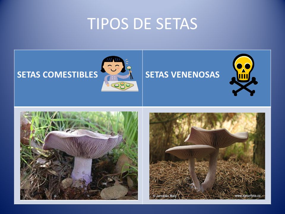 TIPOS DE SETAS SETAS COMESTIBLES SETAS VENENOSAS
