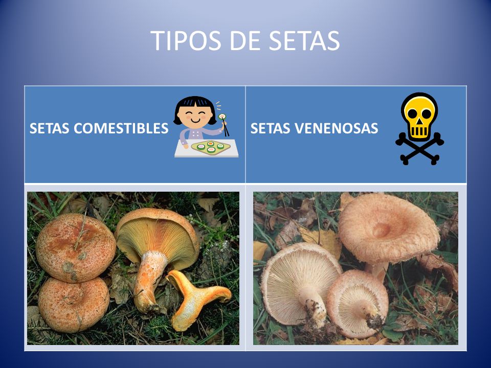 TIPOS DE SETAS SETAS COMESTIBLES SETAS VENENOSAS