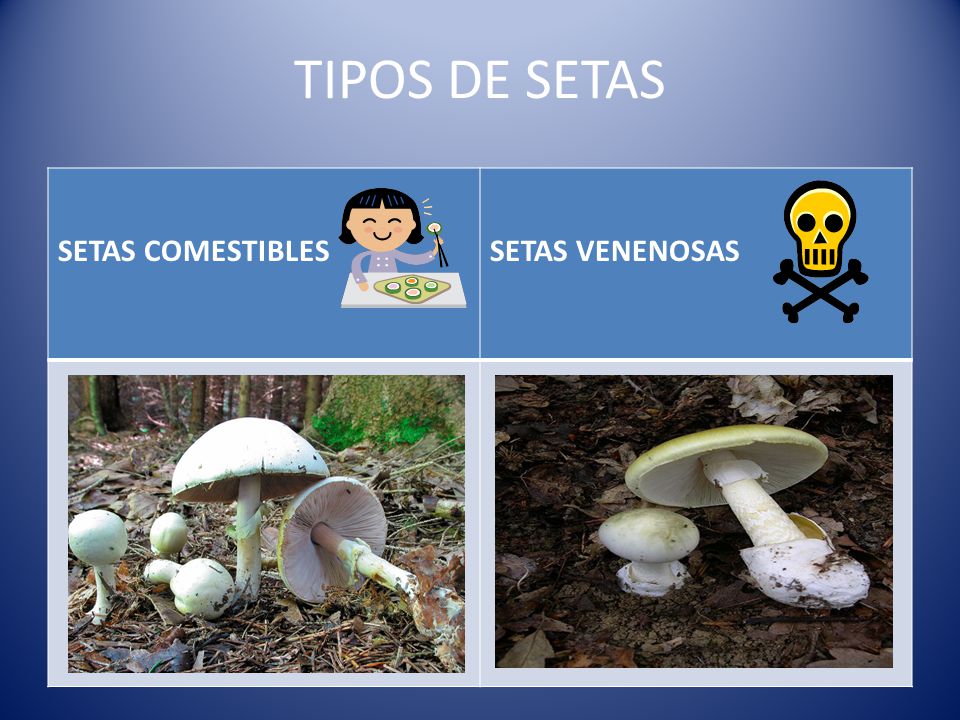 TIPOS DE SETAS SETAS COMESTIBLES SETAS VENENOSAS