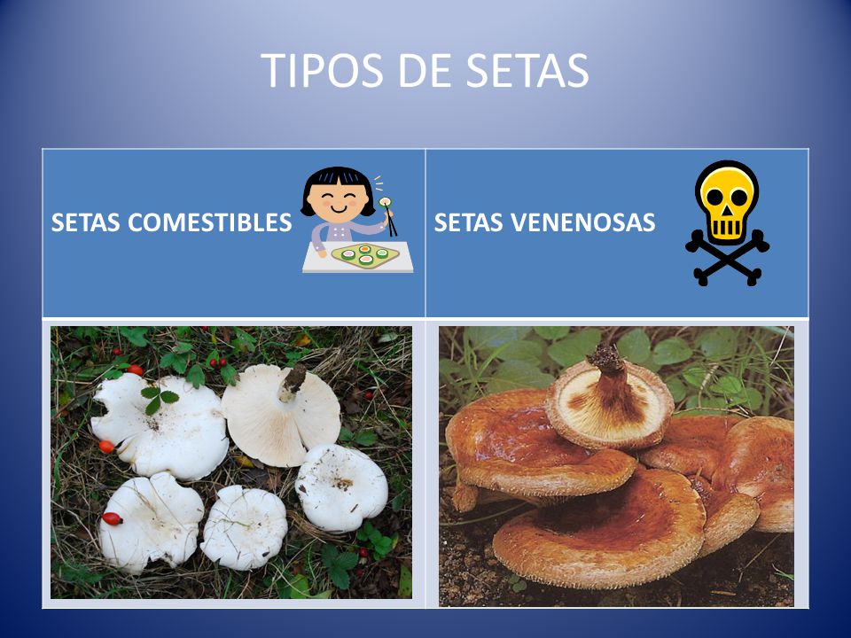 TIPOS DE SETAS SETAS COMESTIBLES SETAS VENENOSAS