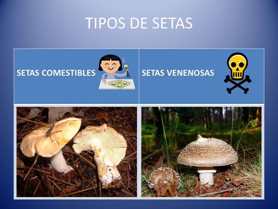 TIPOS DE SETAS SETAS COMESTIBLES SETAS VENENOSAS