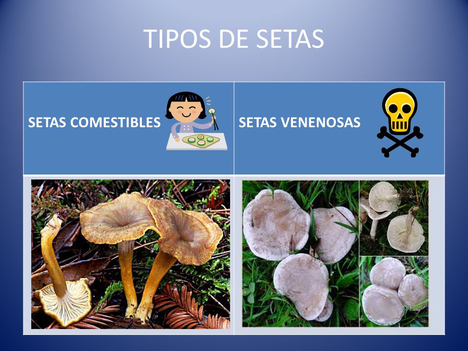 TIPOS DE SETAS SETAS COMESTIBLES SETAS VENENOSAS