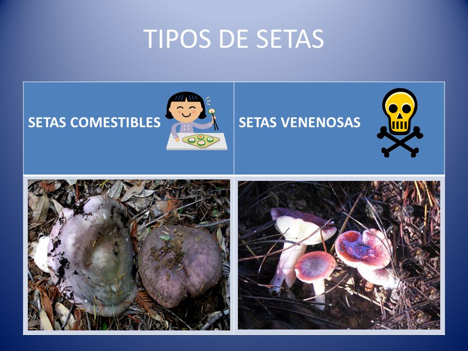 TIPOS DE SETAS SETAS COMESTIBLES SETAS VENENOSAS