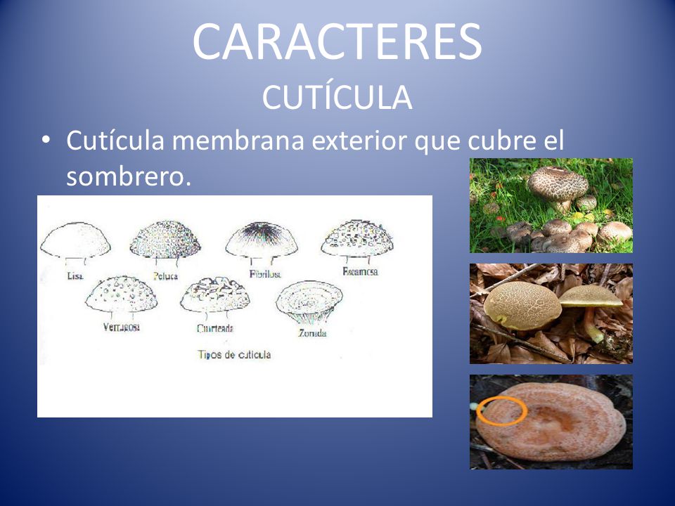 CARACTERES CUTÍCULA Cutícula membrana exterior que cubre el sombrero.