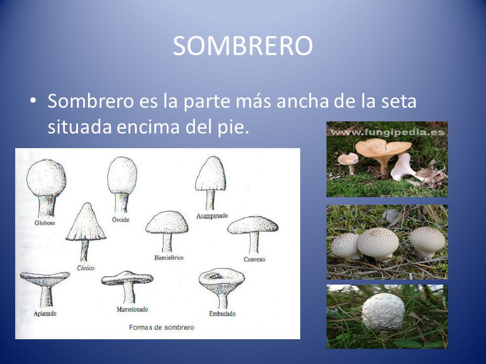 SOMBRERO Sombrero es la parte más ancha de la seta situada encima del pie.