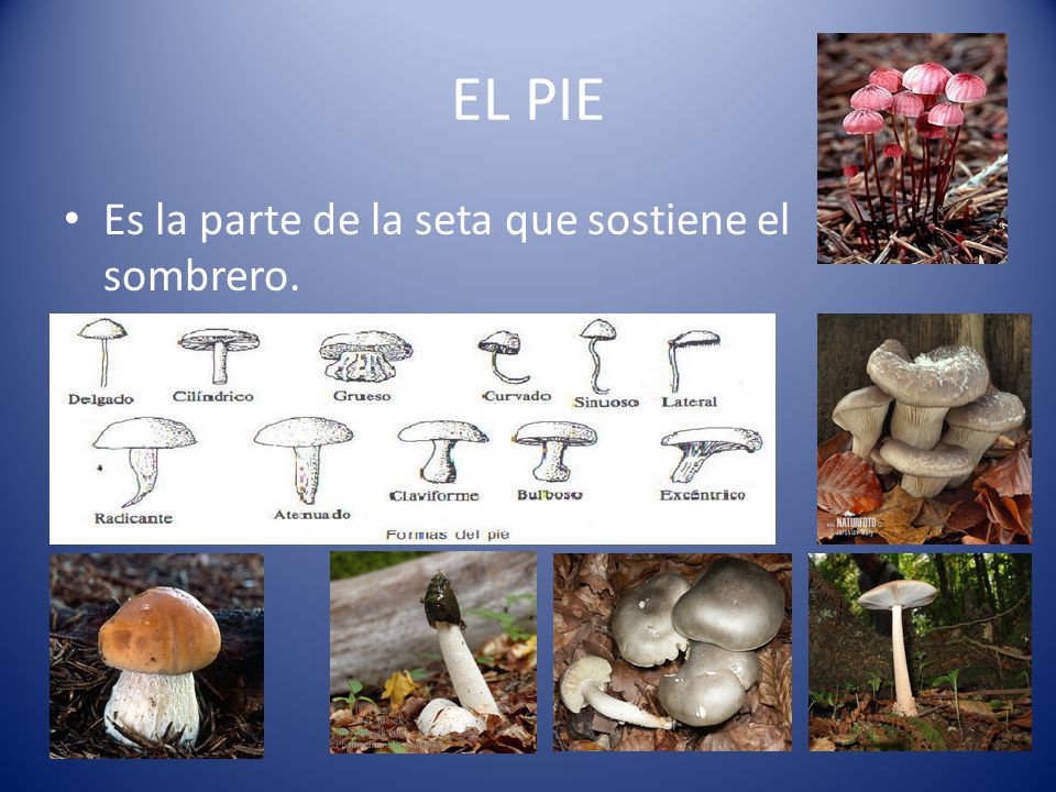 EL PIE Es la parte de la seta que sostiene el sombrero.