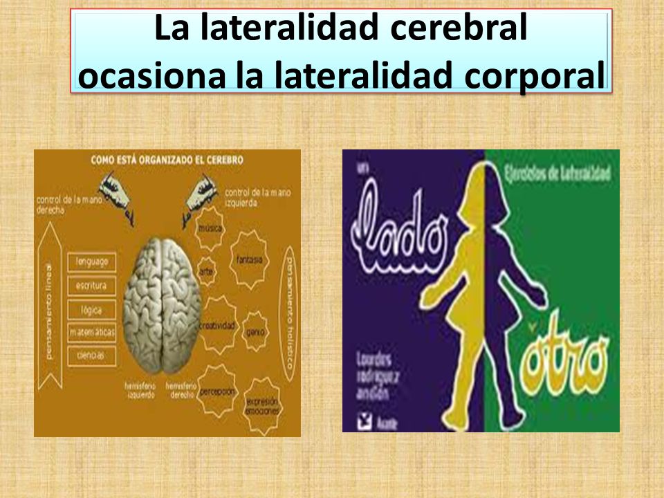 La lateralidad cerebral ocasiona la lateralidad corporal