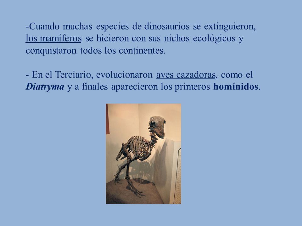 Cuando muchas especies de dinosaurios se extinguieron, los mamíferos se hicieron con sus nichos ecológicos y conquistaron todos los continentes.