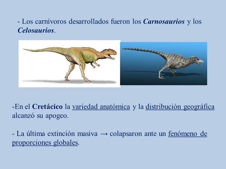 - Los carnívoros desarrollados fueron los Carnosaurios y los Celosaurios.