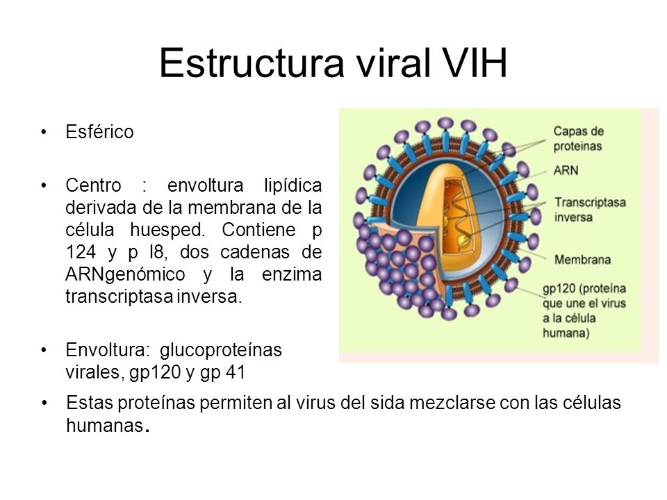 Estructura viral VIH Esférico
