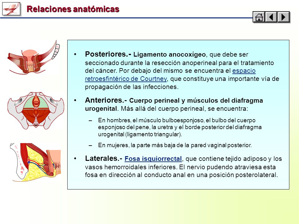 Relaciones anatómicas