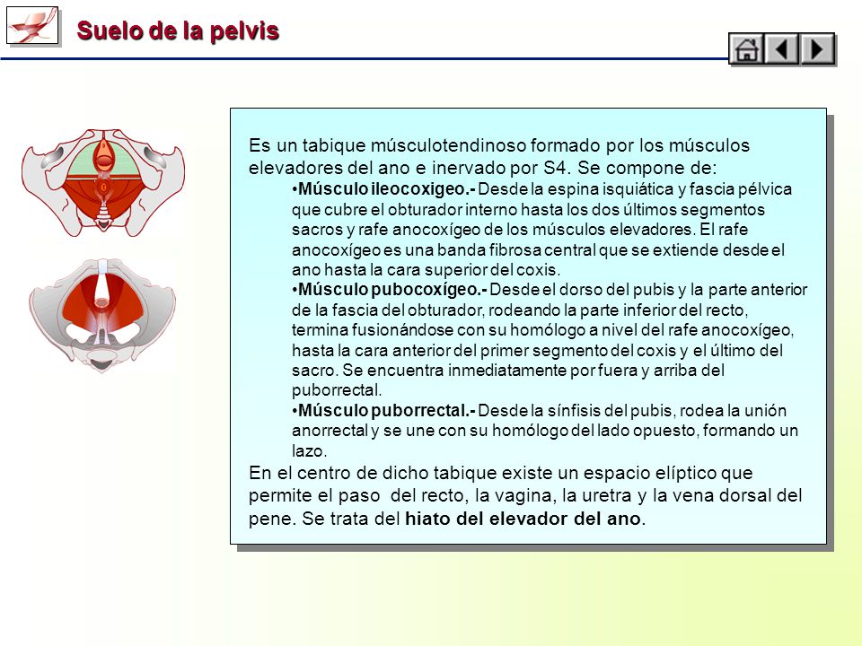 Suelo de la pelvis Es un tabique músculotendinoso formado por los músculos elevadores del ano e inervado por S4. Se compone de: