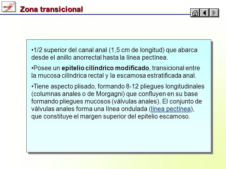 Zona transicional 1/2 superior del canal anal (1,5 cm de longitud) que abarca desde el anillo anorrectal hasta la línea pectínea.