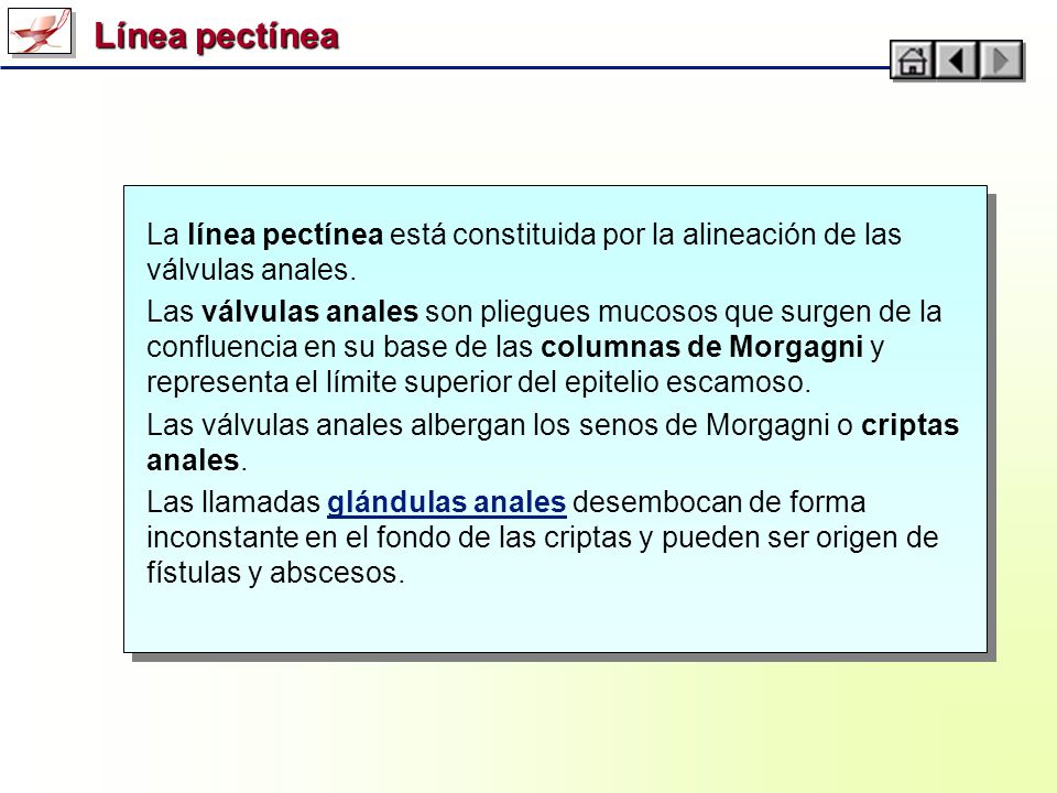 Línea pectínea La línea pectínea está constituida por la alineación de las válvulas anales.