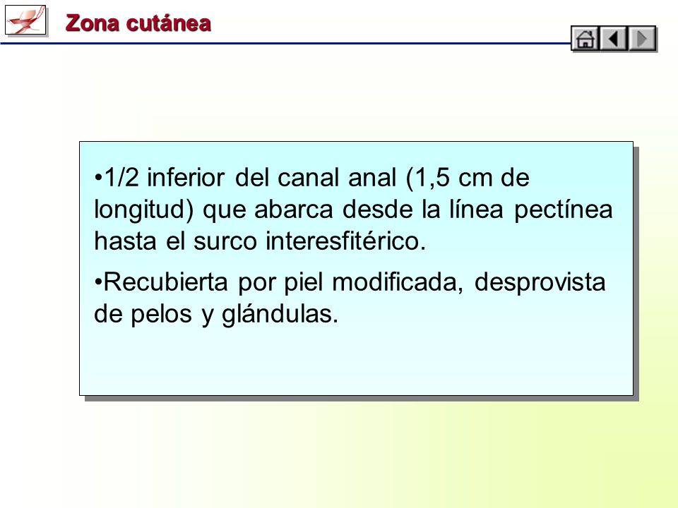 Recubierta por piel modificada, desprovista de pelos y glándulas.