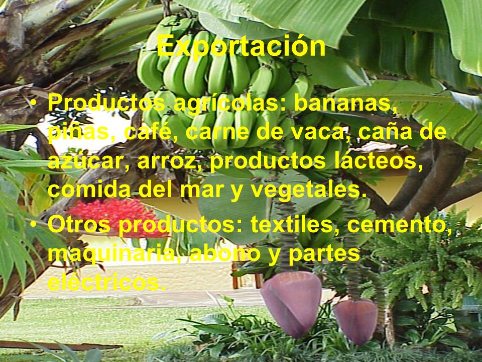 Exportación Productos agrícolas: bananas, piñas, café, carne de vaca, caña de azúcar, arroz, productos lácteos, comida del mar y vegetales.