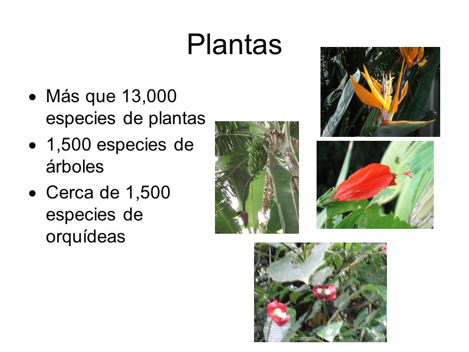 Plantas Más que 13,000 especies de plantas 1,500 especies de árboles