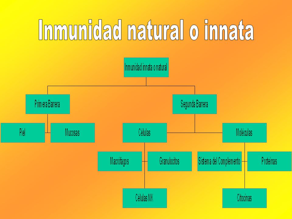 Inmunidad natural o innata