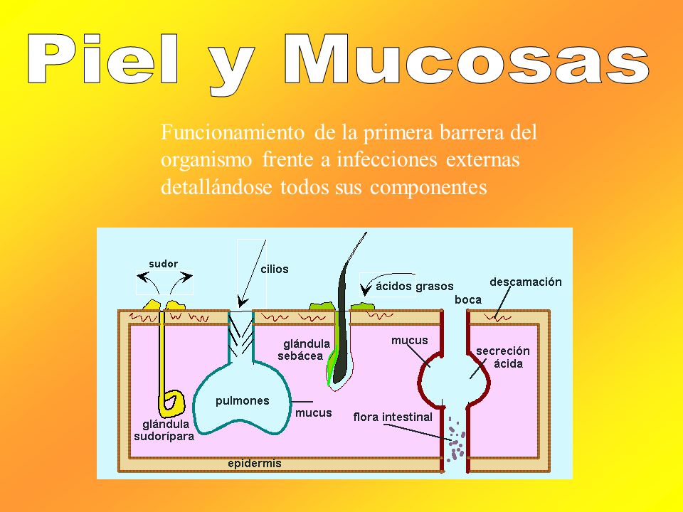 Piel y Mucosas Funcionamiento de la primera barrera del organismo frente a infecciones externas detallándose todos sus componentes.