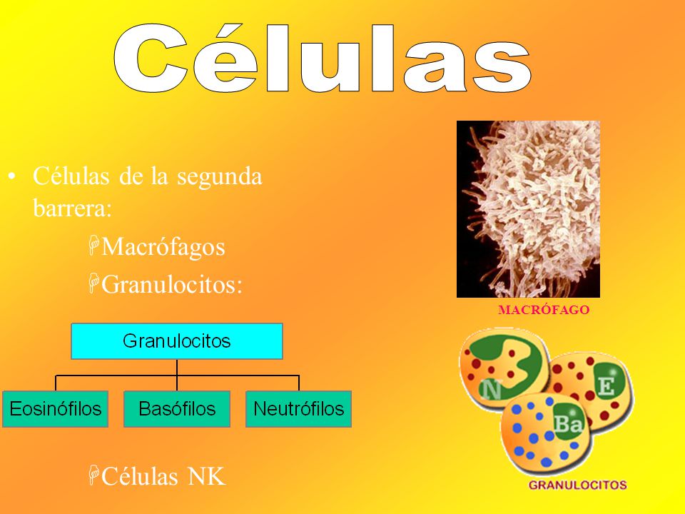 Células Células de la segunda barrera: Macrófagos Granulocitos: